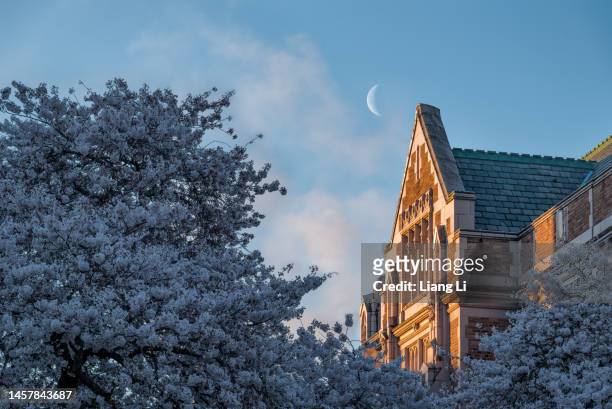 university of washington cherry blossom and moon - university of washington photos et images de collection