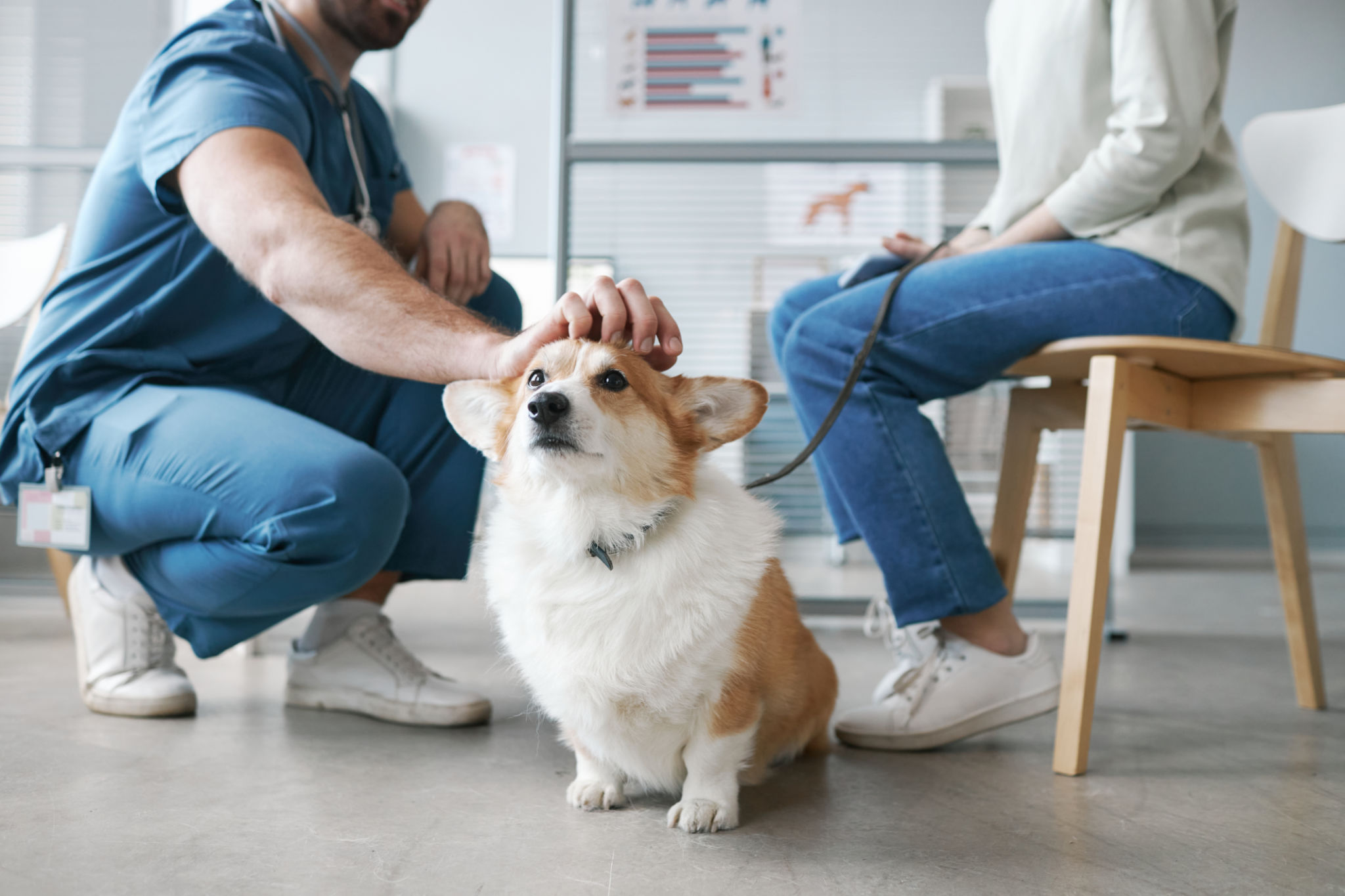 vet visit