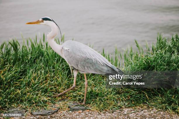 grey heron in netherlands - branch stock pictures, royalty-free photos & images