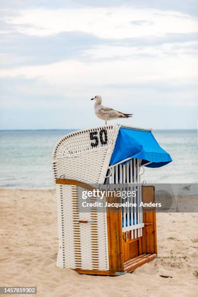 a seagull on a beach chair in the sand at the baltic sea coast in beautiful light - timmendorfer strand stock-fotos und bilder