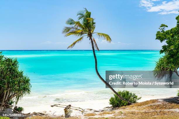 tropical palm fringed beach by the crystal sea - tansania - fotografias e filmes do acervo