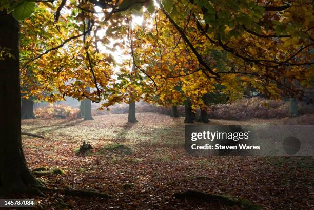 autumn glade - knole stock pictures, royalty-free photos & images