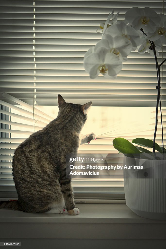 Cat looking through window