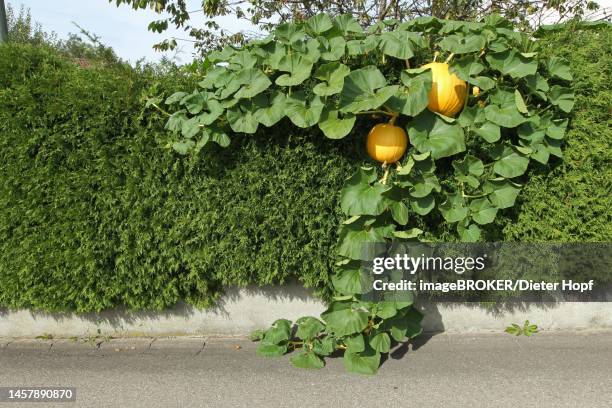 pumpkins (cucurbita) growing over a thuja hedge, allgaeu, bavaria, germany - american arborvitae stock pictures, royalty-free photos & images