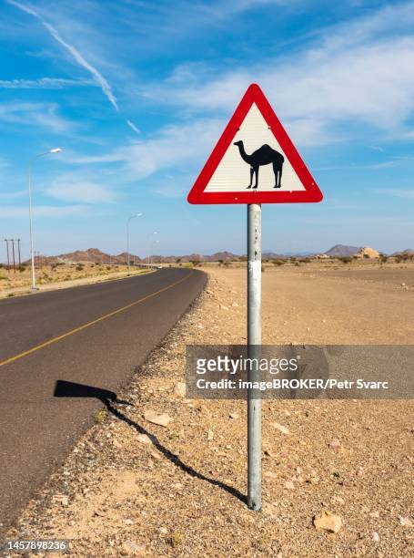 camel crossing road sign, oman - camel crossing sign stock pictures, royalty-free photos & images