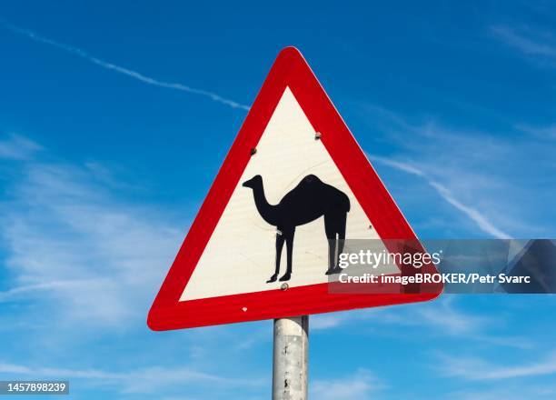 camel crossing road sign, oman - camel crossing sign stock pictures, royalty-free photos & images