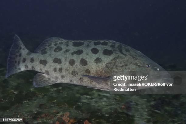 ilustraciones, imágenes clip art, dibujos animados e iconos de stock de potato grouper (epinephelus tukula) over the reef. dive site protea banks, margate, kwazulu natal, south africa - grouper