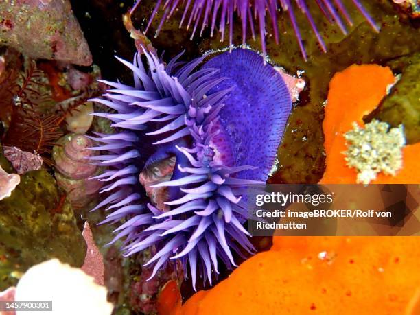 purple sea anemone, knot anemone (bunodosoma capensis) . dive site false bay, cape of good hope, cape town, south africa - cape of good hope stock illustrations