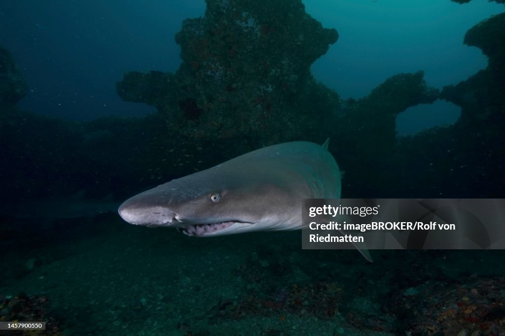 Sand tiger shark (Carcharias taurus) in its den. Gloomy atmosphere. Dive site Protea Banks, Margate, KwaZulu Natal, South Africa