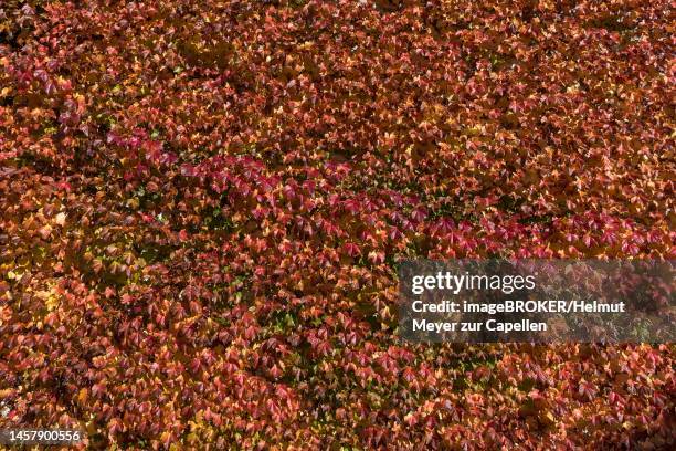 autumn self-climbing wild vine, maidenhair vine (parthenocissus tricuspidata veitchii) on a house wall, bavaria, germany - veitchii stock pictures, royalty-free photos & images