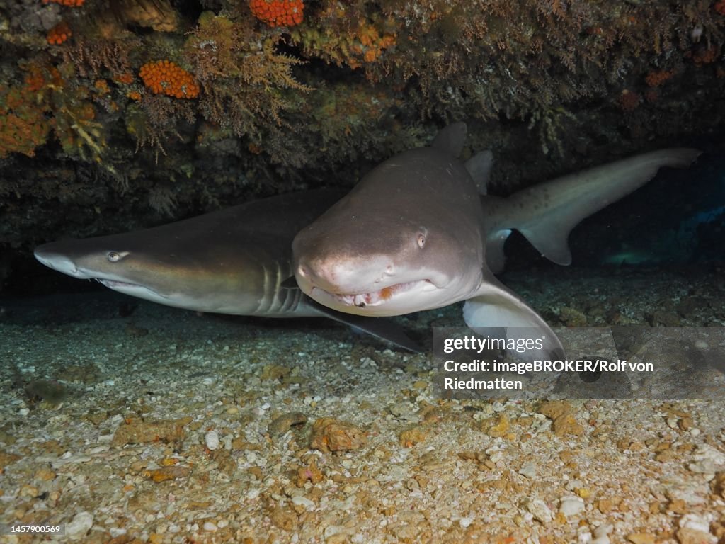 Two sand tiger sharks (Carcharias taurus) in their den. Dive site Protea Banks, Margate, KwaZulu Natal, South Africa
