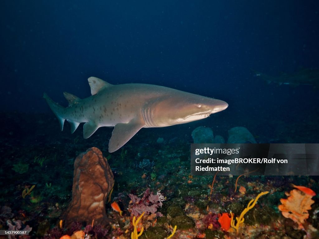 Sand tiger shark (Carcharias taurus) over the reef. Protea Banks Dive Site, Margate, KwaZulu Natal, South Africa