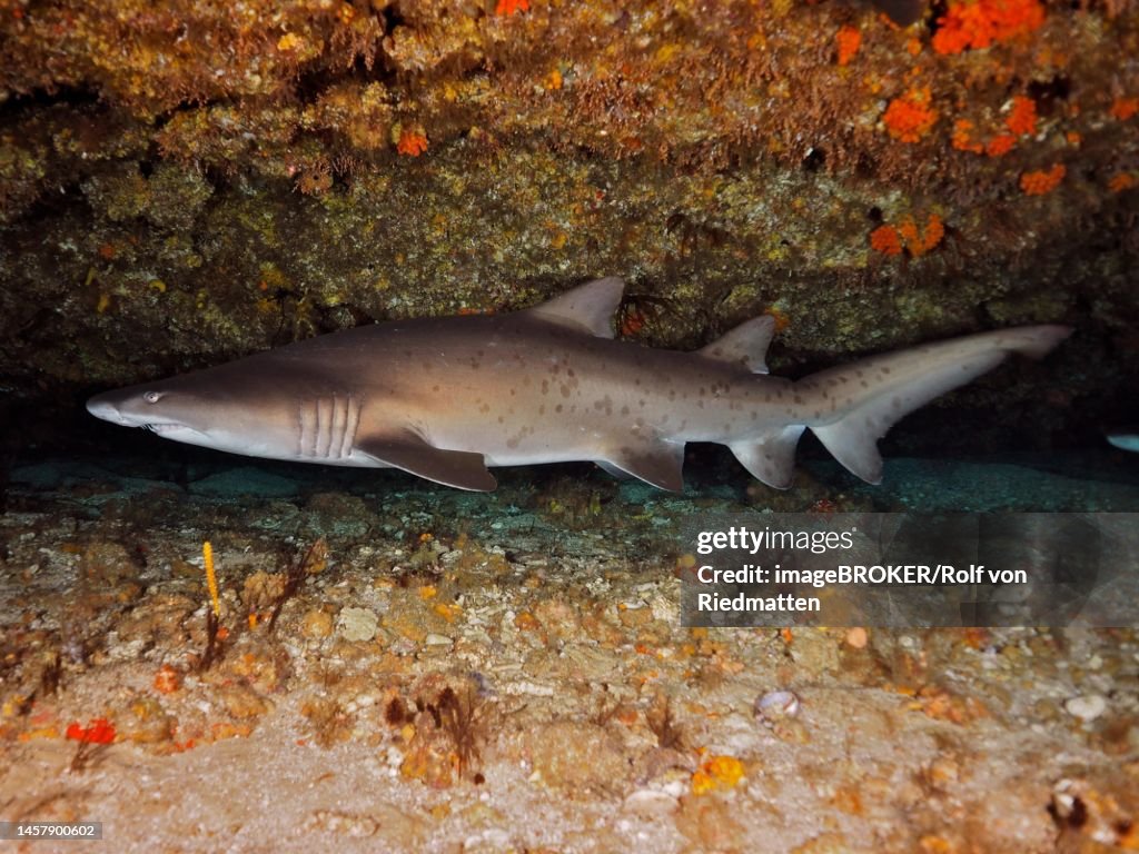 Sand tiger shark (Carcharias taurus) in its den. Dive site Protea Banks, Margate, KwaZulu Natal, South Africa