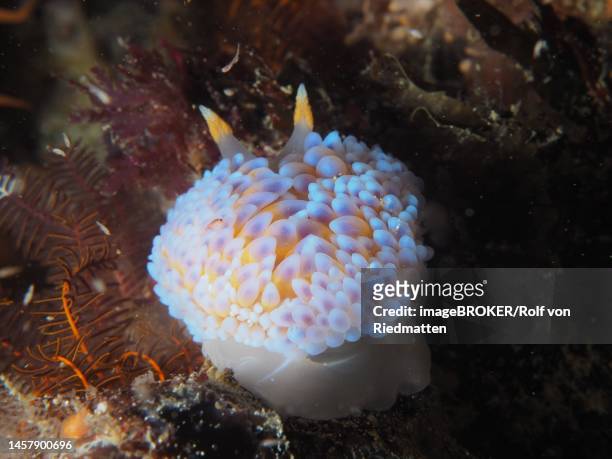 silvertip nudibranch (janolus capensis), marine snail, false bay dive site, cape of good hope, cape town, south africa - cape of good hope stock illustrations