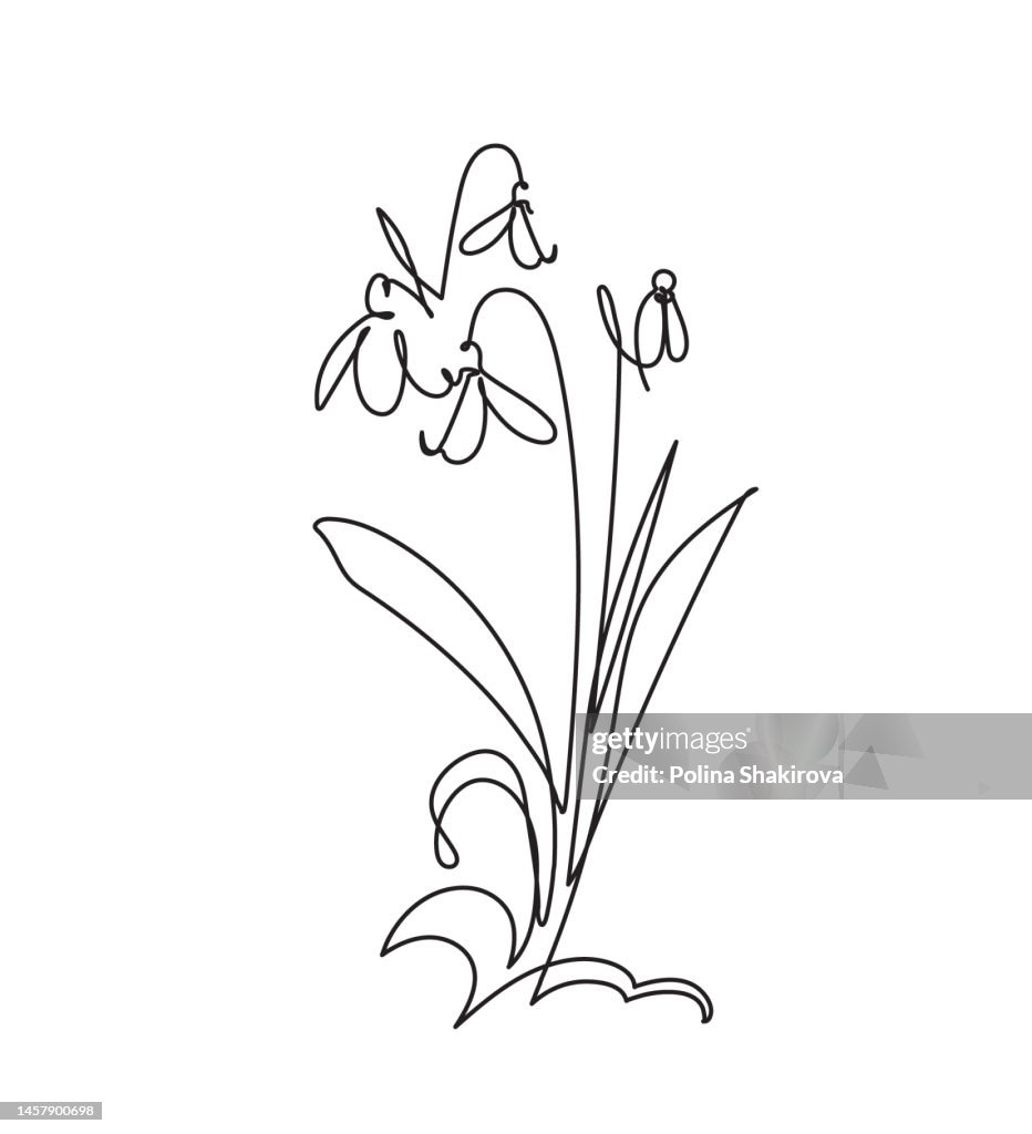 Continuous Line Drawing Of A Snowdrops High-Res Vector Graphic - Getty ...