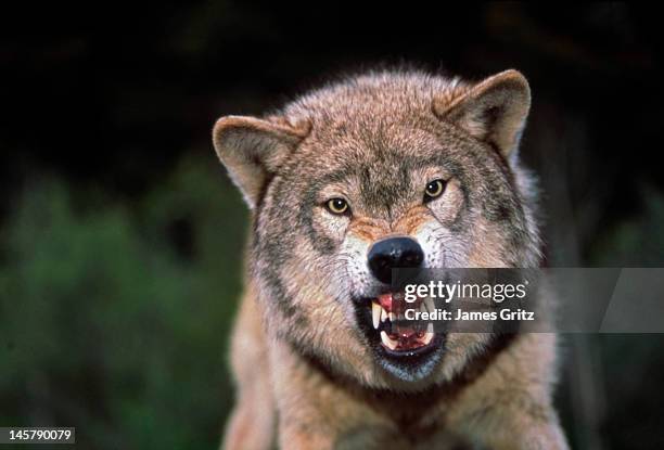 grey wolf growling - snarling stock-fotos und bilder