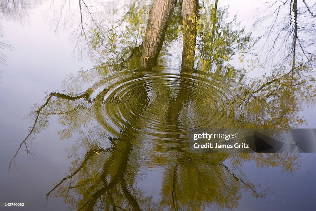 Ripple In Water With Tree Reflections High-Res Stock Photo - Getty Images