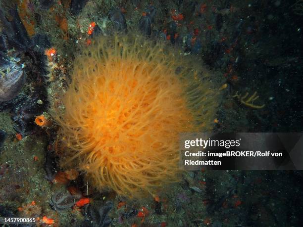 sunray soft coral (malacacanthus capensis) soft coral. dive site false bay, cape of good hope, cape town, south africa - cape of good hope stock illustrations