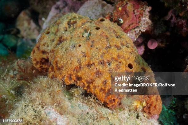 crustacean sponge (ircinia fasciculata) . dive site marine reserve cap de creus, rosas, costa brava, spain, mediterranean sea - fasciculata stock illustrations