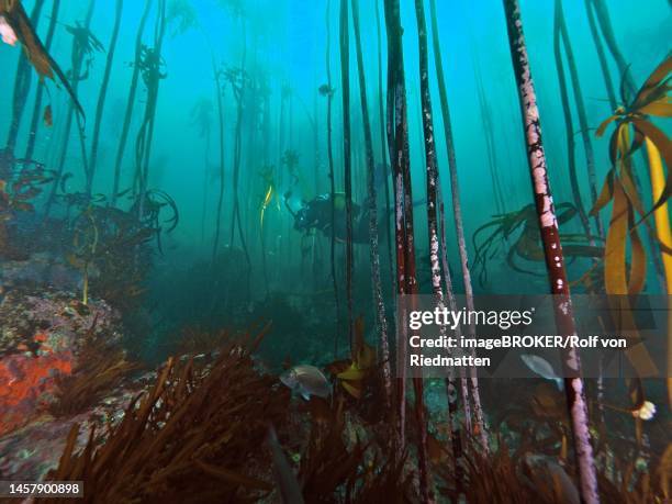 south african kelp (laminaria pallida), diver in the background. dive site false bay, cape of good hope, cape town, south africa - cape of good hope stock illustrations