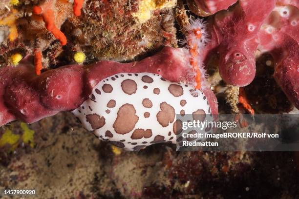 leopard snail (peltodoris atromaculata) on fig sponge (petrosia ficiformis) . dive site marine reserve cap de creus, rosas, costa brava, spain, mediterranean sea - beach spain stock illustrations