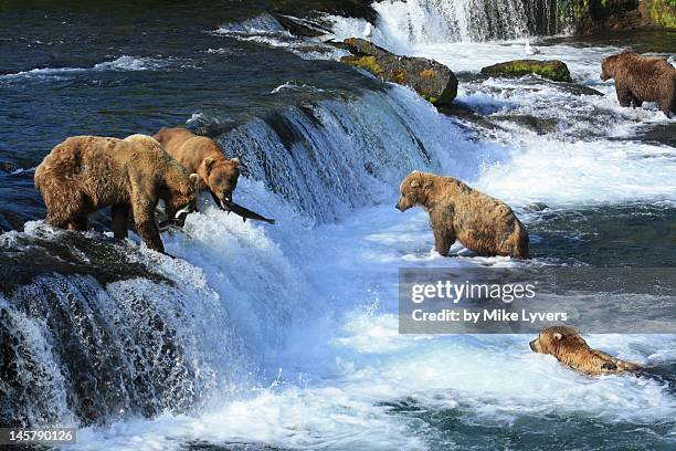 brown bears catching salmon - katmai national park bildbanksfoton och bilder