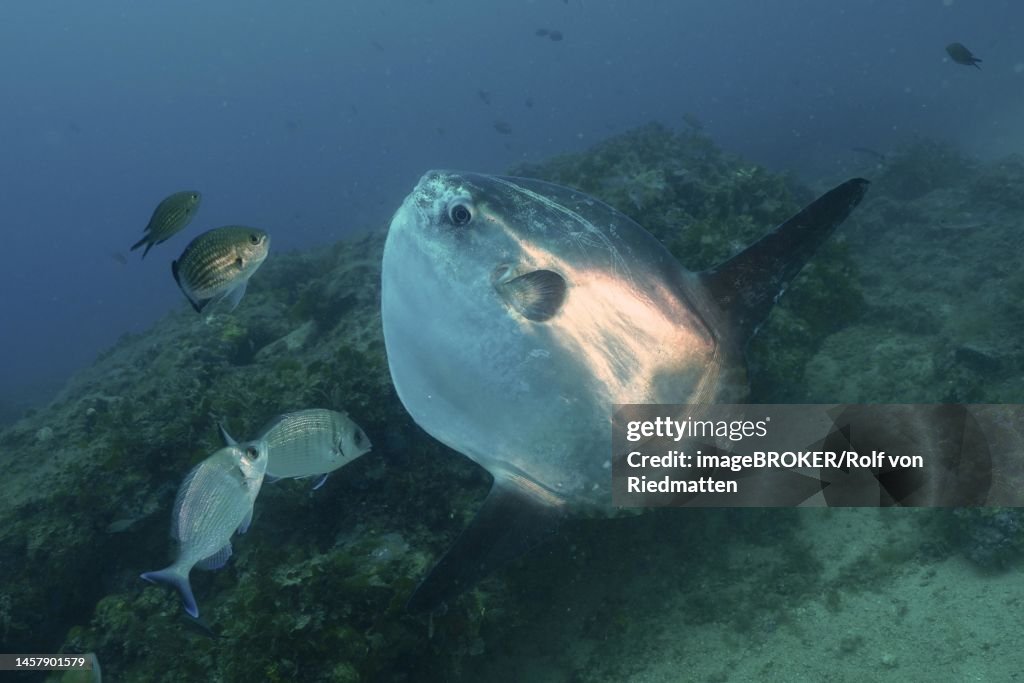 Ocean sunfish (Mola mola) . Dive site Marine Reserve Cap de Creus, Rosas, Costa Brava, Spain, Mediterranean Sea