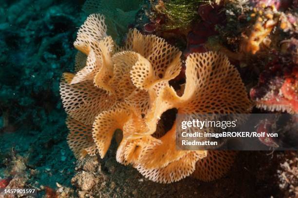 neptune veil (reteporella grimaldii) (reteporella septentrionalis) . dive site marine reserve cap de creus, rosas, costa brava, spain, mediterranean sea - beach spain stock illustrations