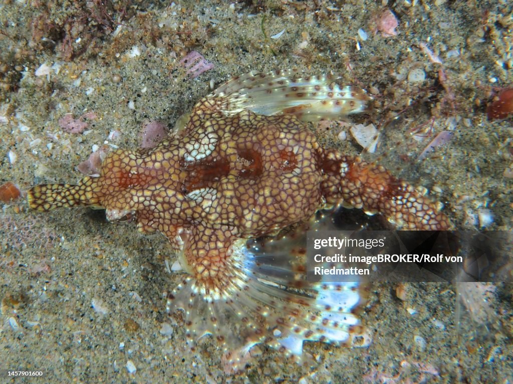 Little dragonfish (Eurypegasus draconis) . Dive site Sodwana Bay, Maputaland Marine Reserve, KwaZulu Natal, South Africa