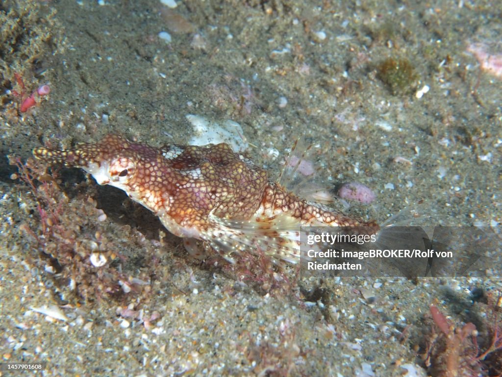 Little dragonfish (Eurypegasus draconis) . Dive site Sodwana Bay, Maputaland Marine Reserve, KwaZulu Natal, South Africa