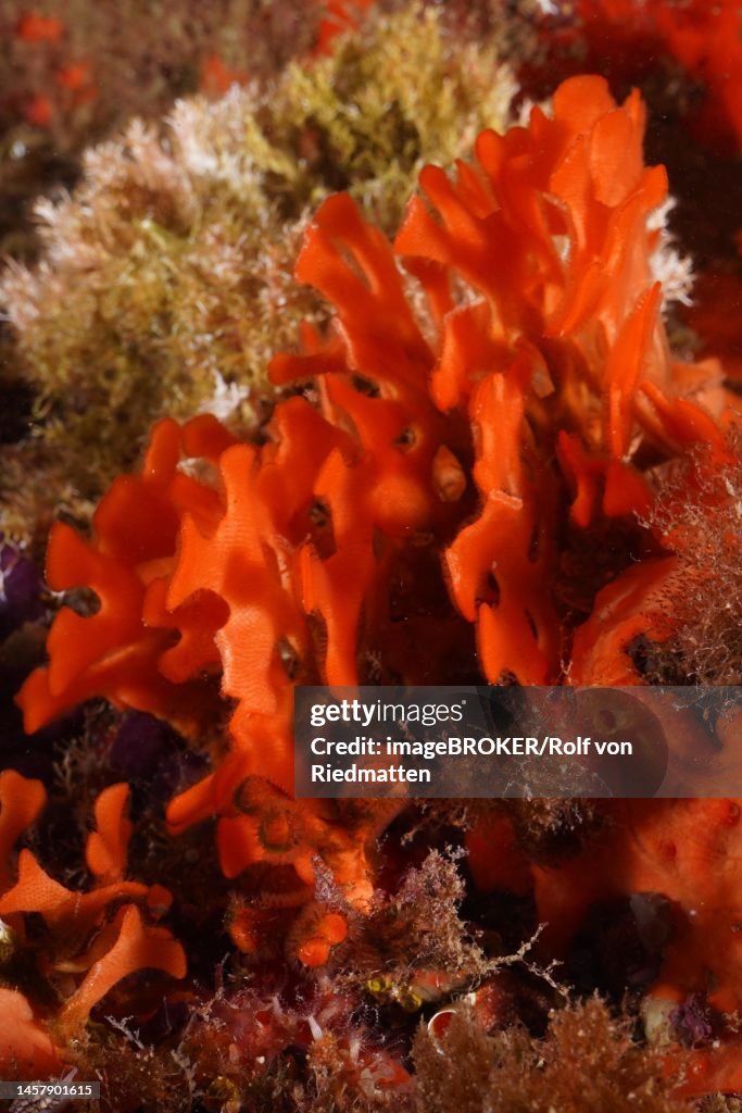Orange spiny sponge (Acanthella acuta) . Dive site Marine Reserve Cap de Creus, Rosas, Costa Brava, Spain, Mediterranean Sea