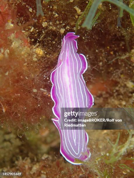 pink flatworm (prostheceraeus roseus) . dive site marine reserve cap de creus, rosas, costa brava, spain, mediterranean sea - marine flatworm stock illustrations