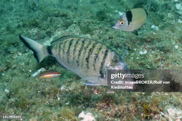 sharpshout seabream (diplodus puntazzo) . dive site marine reserve cap de creus, rosas, costa brava, spain, mediterranean sea - beach spain stock illustrations