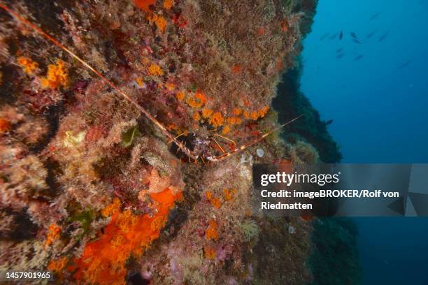 european spiny crayfish (palinurus elephas) on a steep wall. dive site marine reserve cap de creus, rosas, costa brava, spain, mediterranean sea - beach spain stock illustrations