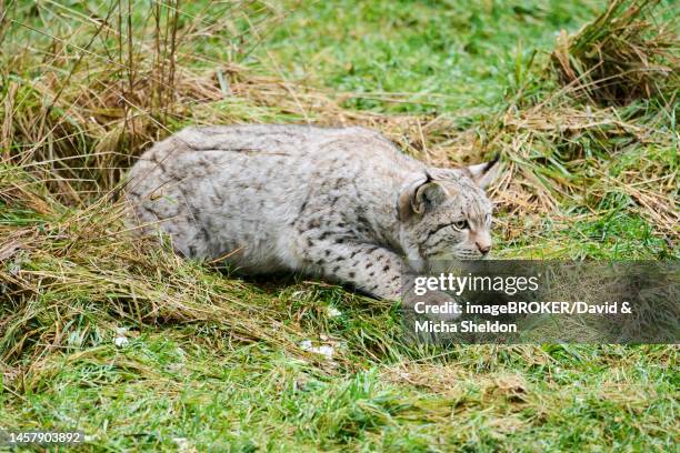58 What Lynx Eat Stock Photos, High-Res Pictures, and Images - Getty Images