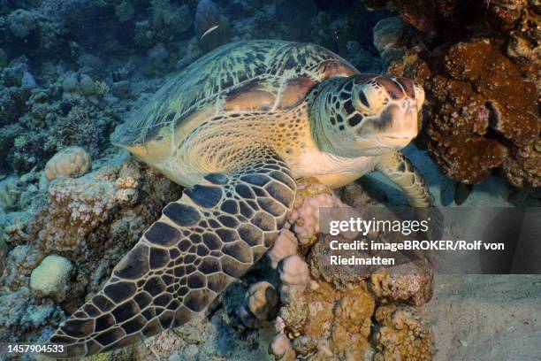 green turtle (chelonia mydas), ras mohamed dive site, sinai, egypt, red sea - green turtle点のイラスト素材／クリップアート素材／マンガ素材／アイコン素材