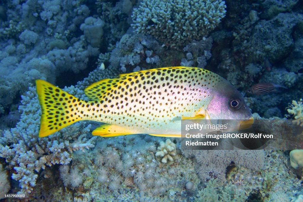Blackspotted rubberlip (Plectorhinchus gaterinus) . Dive site Strait of Tiran, Sinai, Egypt, Red Sea