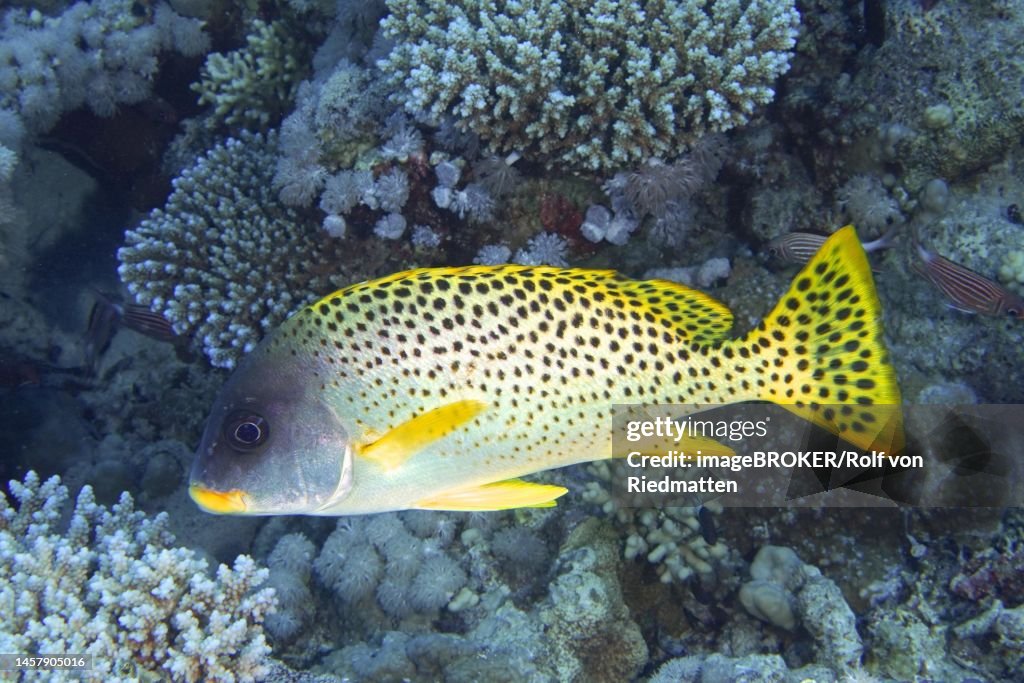 Blackspotted rubberlip (Plectorhinchus gaterinus) . Dive site Strait of Tiran, Sinai, Egypt, Red Sea