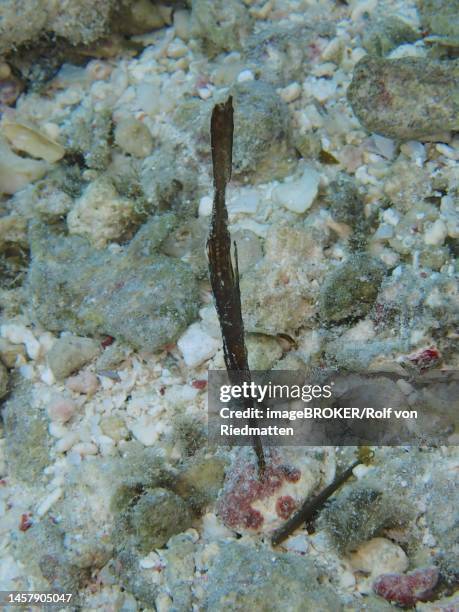 robust ghost pipefish (solenostomus cyanopterus) . dive site house reef, mangrove bay, el quesir, red sea, egypt - robust ghost pipefish stock illustrations
