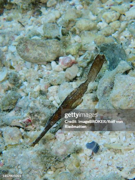 robust ghost pipefish (solenostomus cyanopterus) . dive site house reef, mangrove bay, el quesir, red sea, egypt - robust ghost pipefish stock illustrations