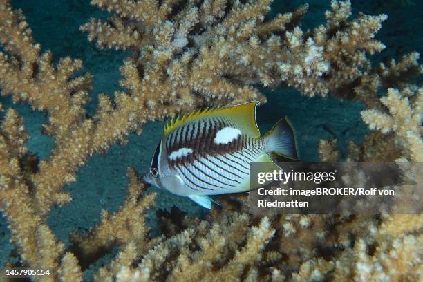 ilustraciones, imágenes clip art, dibujos animados e iconos de stock de night colouring of chevron butterflyfish (chaetodon trifascialis) at night. dive site strait of tiran, sinai, egypt, red sea - butterflyfish