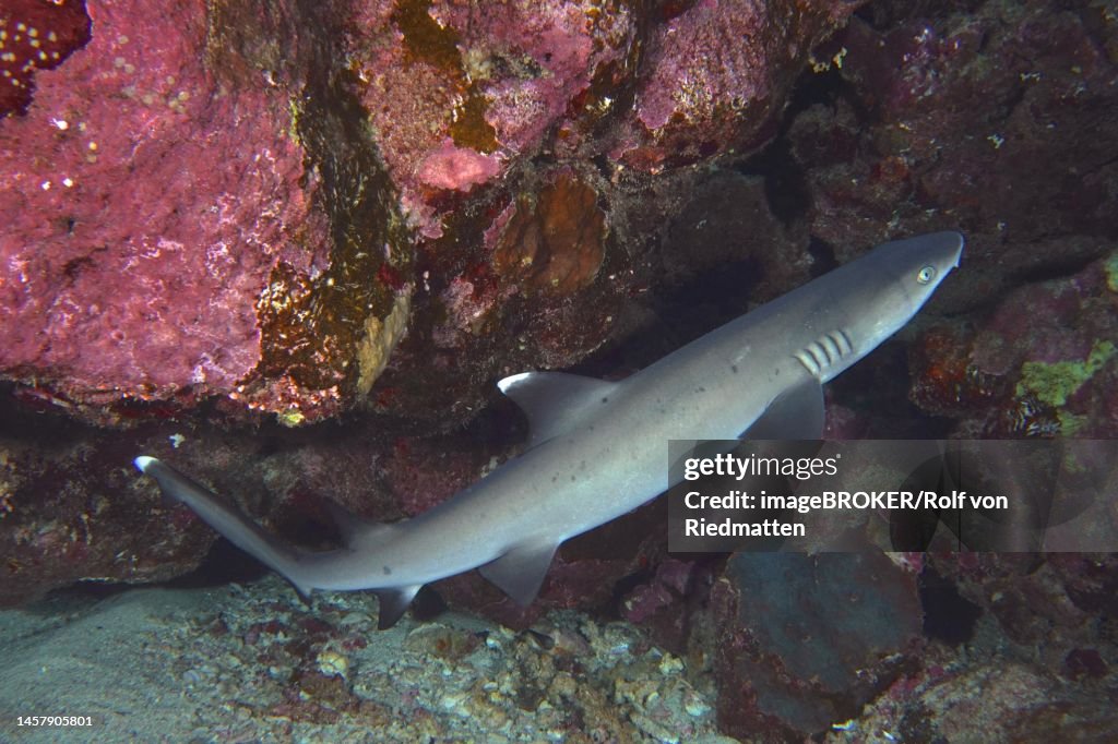 Whitetip Reef Shark (Triaenodon obesus) . Fury Shoal Dive Site, Red Sea, Egypt