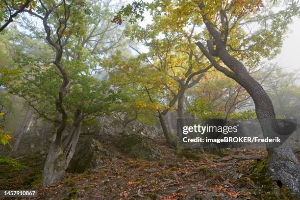 Vaha Tree 99 Diemelsee Stock Photos, High-Res Pictures, and Images - Getty Images
