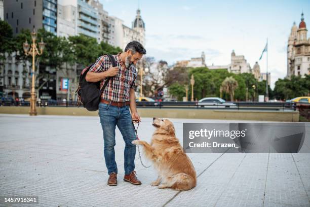 mature man with golden retriever dog walking in the park in sunset - middle age man and walking the dog stockfoto's en -beelden