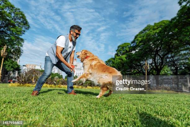 mature man with golden retriever dog walking in the park in sunset - middle age man with dog stockfoto's en -beelden