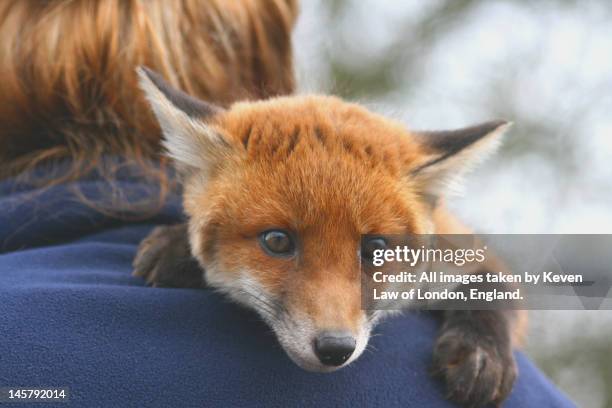 red fox cub - silver fox man fotografías e imágenes de stock