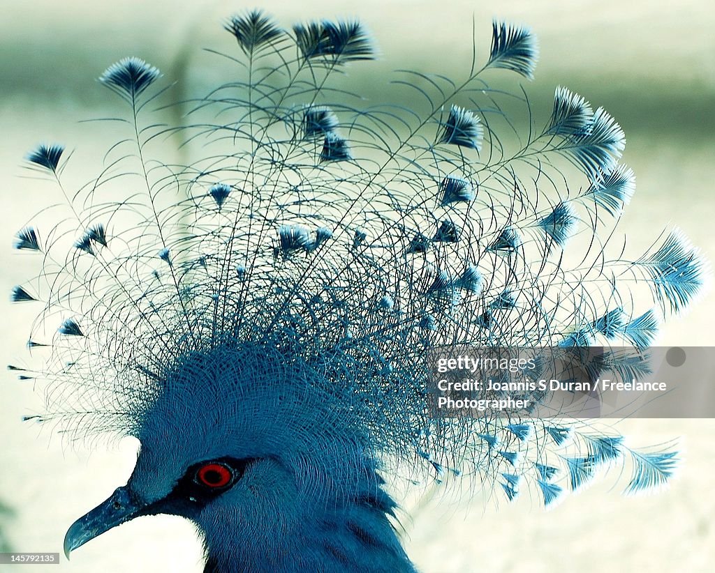 Profile of blue peacock's head.