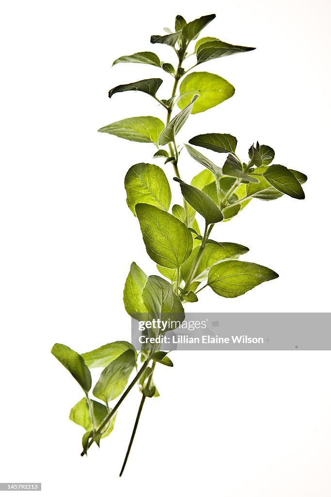 Fresh Oregano on White