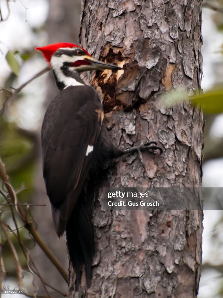 Woodpecker making chips fly