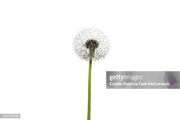 dandelion seed - dandelion stock pictures, royalty-free photos & images